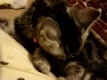 grooming2 grooming2
