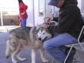 videos de chip