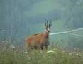 Aigle et chamois