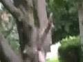 How to shoot dem damn pidgeons