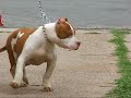 www.Dtownbullys.com \"Maxine\" Dallas Tx. www.Dtownbullys.com \"Maxine\" Dallas Tx.