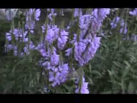 how to grow obedient plant from seed
