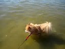 Harley swimming at Gifford Pinchot State Park