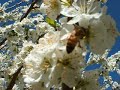 abejas