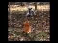 videos de My Favorite Funny Cat Pictures Part 2