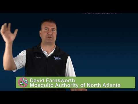how to treat buffalo gnat bites