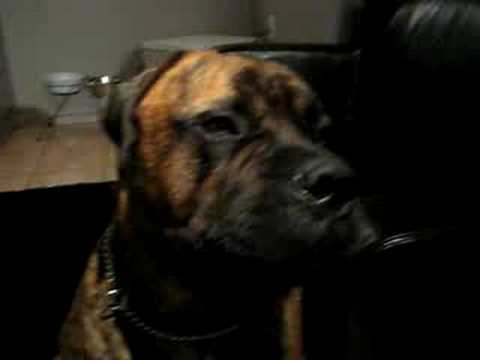bullmastiff