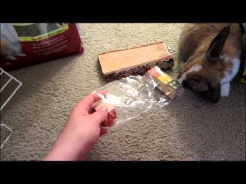 how to care rabbits at home