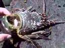 spiney lobster metaphor http://www.healthretreats.info