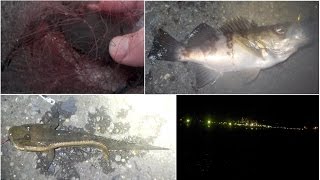 根岸港で冬の夜釣り、やぱり夜は違います!!青イソ飼育も順調です