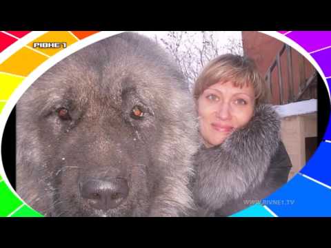 Міксер. Випуск №43