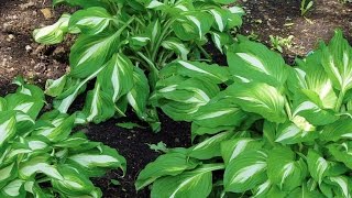 Perennial Hosta for Shade Gardens