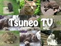 ツネオ君の一撃！tsuneo vs cyarao