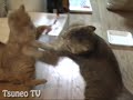 ツネオ君の一撃！tsuneo vs cyarao