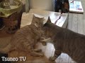ツネオ君の一撃！tsuneo vs cyarao
