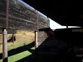 Colt .45 Shooting Video