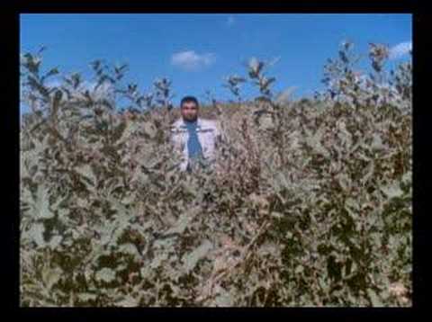 budaklı