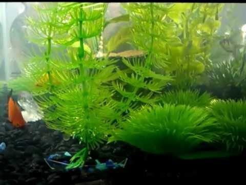 User submitted video