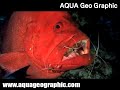 ????,Tomato grouper???????????,Skunk cleaner shrimp