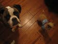 Training practice with Murd and Belvie