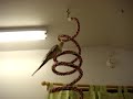 Thanksgiving hello from the birds Thanksgiving hello from the birds