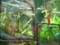 Choosing and acclimating your Aquarium Fish - The Liddle Fish Doctor