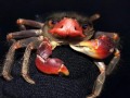 Animais Raros