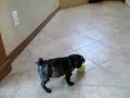 carlin pug danse du yogourt