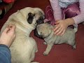Ozzy cute puppy pug