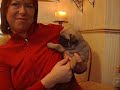 かわいい犬動画