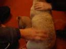 Pug video