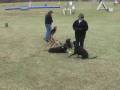 Obedience with Distractions - Dogs on & off Lead Obedience with Distractions - Dogs on & off Lead