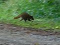 oh, i think you're all going to like this one. again, a video featuring the locals at the swamp with all natural sound. i apologize for the camera noise, the microphone is so sensitive it picks up every single move you make.lol
thanks for watching, have a great weekend!