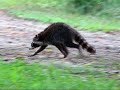 oh, i think you're all going to like this one. again, a video featuring the locals at the swamp with all natural sound. i apologize for the camera noise, the microphone is so sensitive it picks up every single move you make.lol
thanks for watching, have a great weekend!