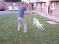 MY IRISH STAFF PUPPPY \" LOCKED ON PROPPER\"