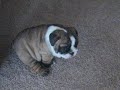 Bulldog Puppies- THE WORLD'S GREATEST! 2