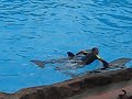 Delfin-Show im Loro Parque, Teneriffa