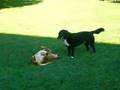 Kix and Red playfighting