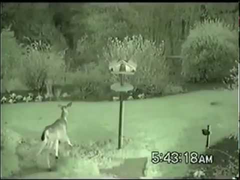 how to get rid skunks