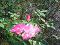 神代植物園 菊とダリアと薔薇 JindaiSyokubutsu Botanical Park 神代植物園 菊とダリアと薔薇 JindaiSyokubutsu Botanical Park