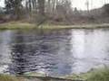Mattias plays a springer salmon in river Dee atlantic salmon