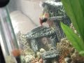 My 1ft Guppy Tank