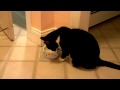 How the dumbest cat in the world drinks water
