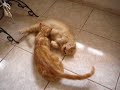 A wonderfull \"Cat-Mom\"... A wonderfull \"Cat-Mom\"...