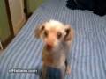 videos de perro-hiperactivo-elRellano