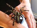 poecilotheria regalis. indian ornamental
