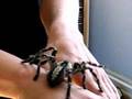poecilotheria regalis. indian ornamental