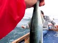 bu yıl (2007)palamut balığının çıkmayışına rağmen palamuta niyet etmişken iki lüfer ile kandırdı bizi karadeniz