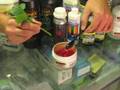 Horizen Hydroponics - How to Clone