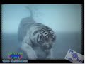 Exclusive footage of rare albino Bengal tiger